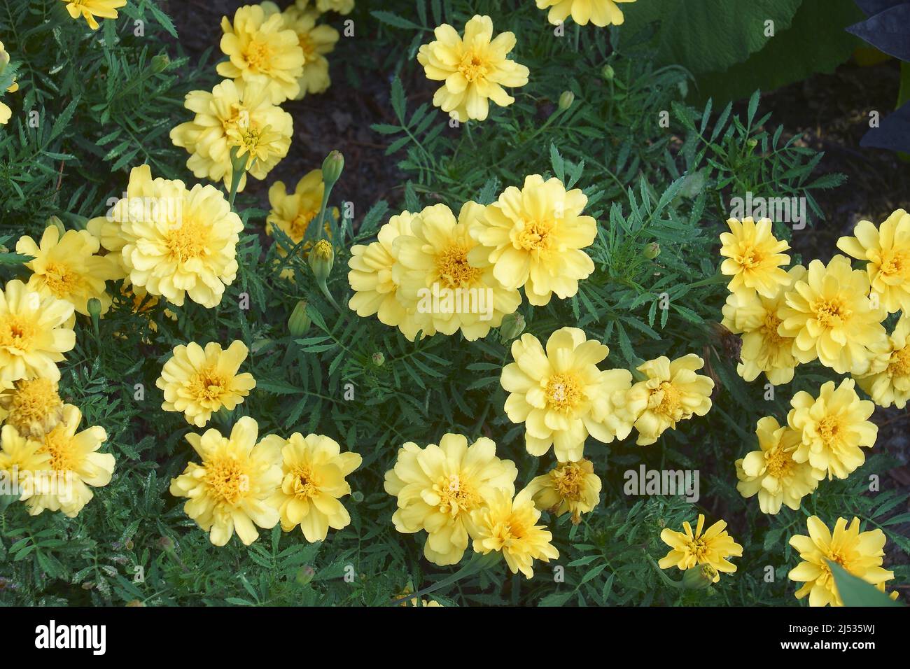 Aztec marigold (Tagetes erecta). Called Maxican marigold, African