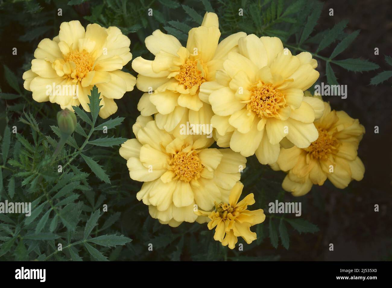 Aztec marigold (Tagetes erecta). Called Maxican marigold, African