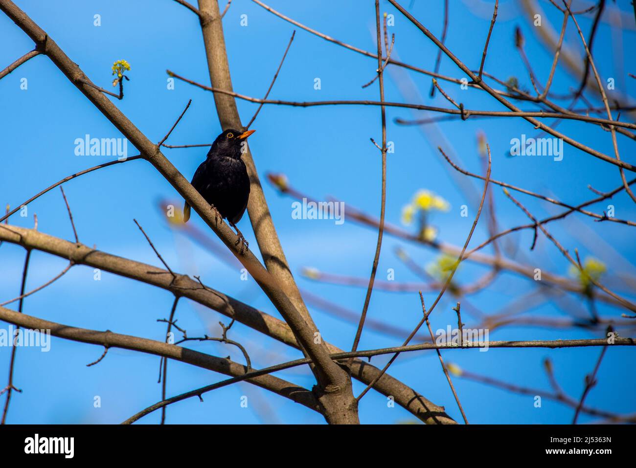 Ein Amselmännchen allein in einem Busch singt auf der Suche nach einer Partnerin - a male blackbird sitting in the bushes singing to attract a partner Stock Photo