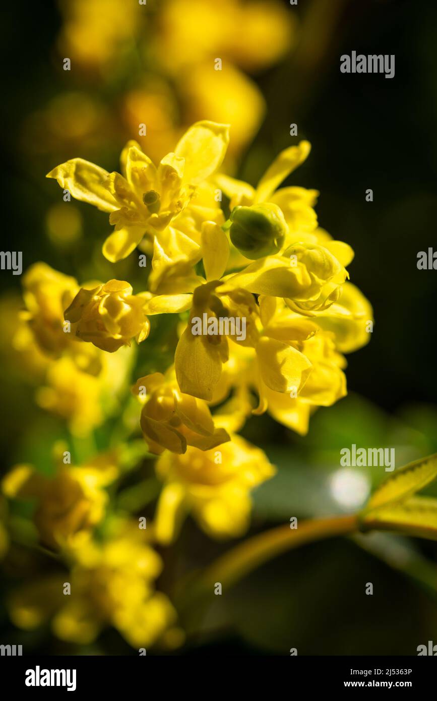 Frühjahrsblühen: Gelbe Blüten einer Mahonie in einem Berliner Park. - Spring blossom: Yellow buds of a Mahonia bush in a Berlin park Stock Photo
