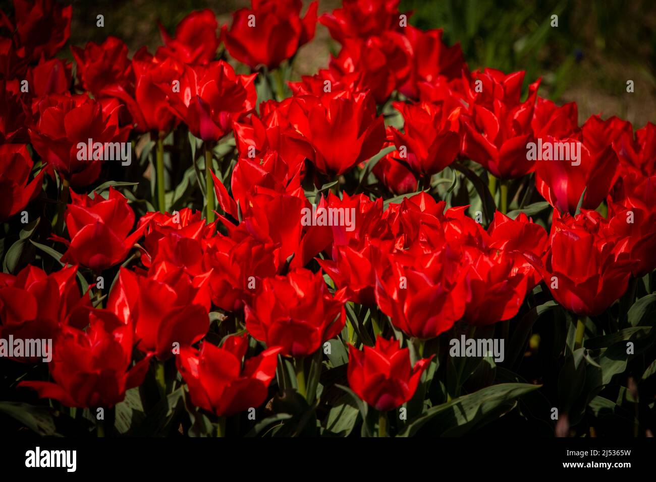 Tulpenfeuer: Ein Beet voller blutroter Tulpen - tulip fire: a flower bed full of blood-red tulips. Stock Photo