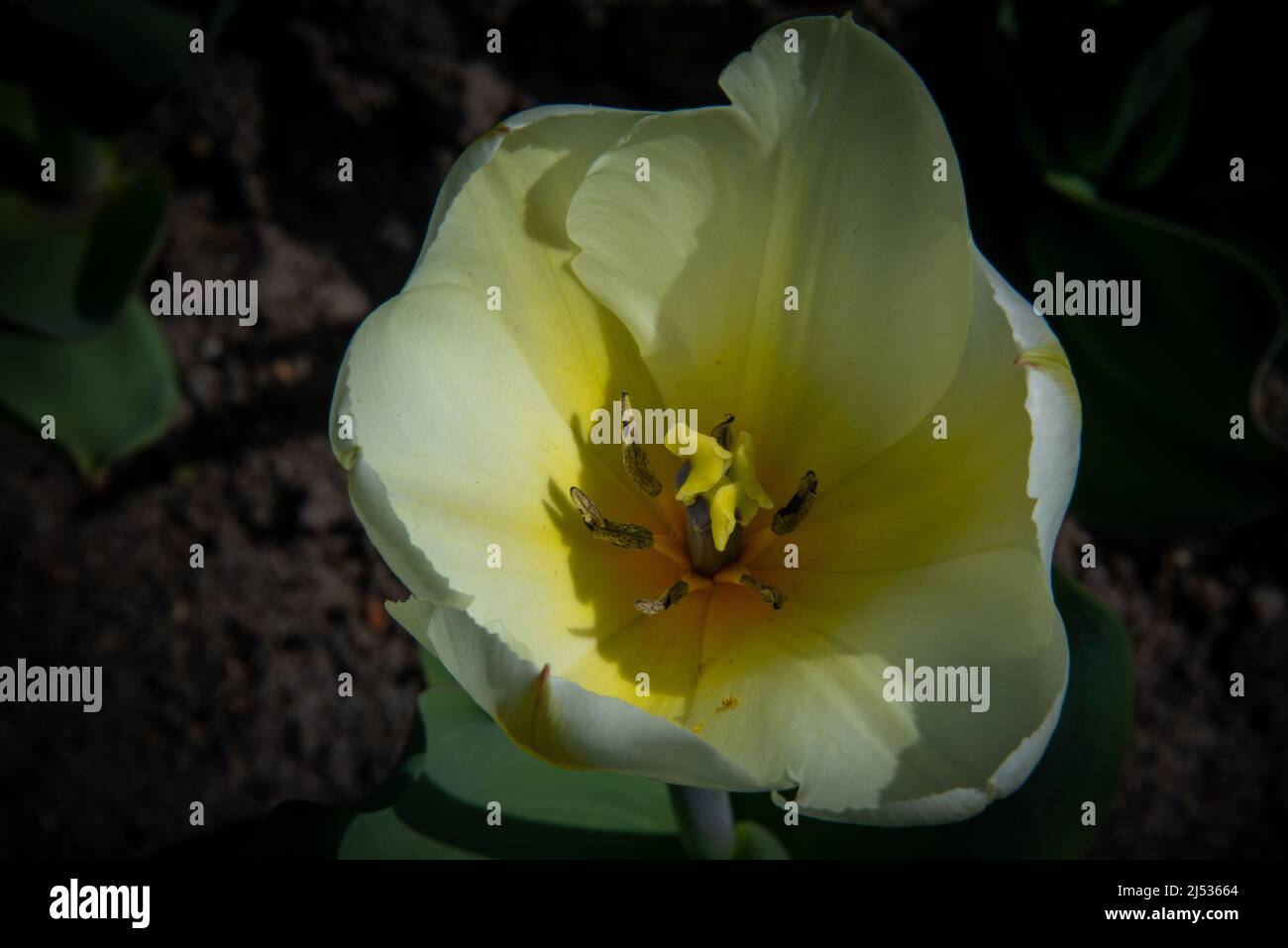 Das Innere einer hellgelben Tulpenblüte - The inner parts of a light yellow tulip blossom Stock Photo