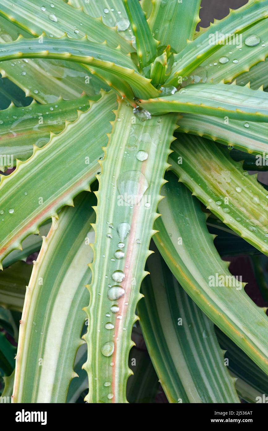 Variegated Candelabra aloe (Aloe arborescens Variegata Stock Photo Alamy