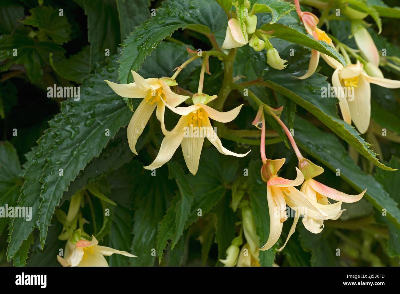 Begonia boliviensis hi-res stock photography and images - Alamy