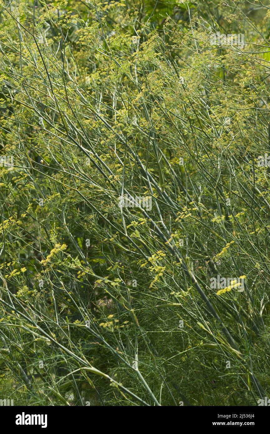 Common fennel (Foeniculum vulgare). Called Fennel, Florence fennel and Finocchio also Stock