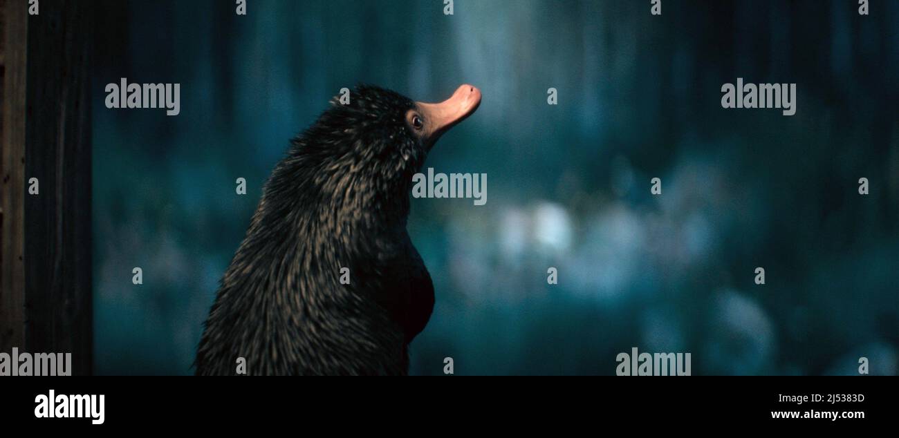FANTASTIC BEASTS: THE SECRETS OF DUMBLEDORE, Teddy the Niffler, 2022. ©  Warner Bros. / Courtesy Everett Collection Stock Photo - Alamy