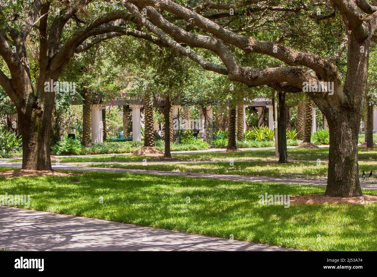 10+ Universidad De South Florida Fotos Fotografías de stock, fotos e