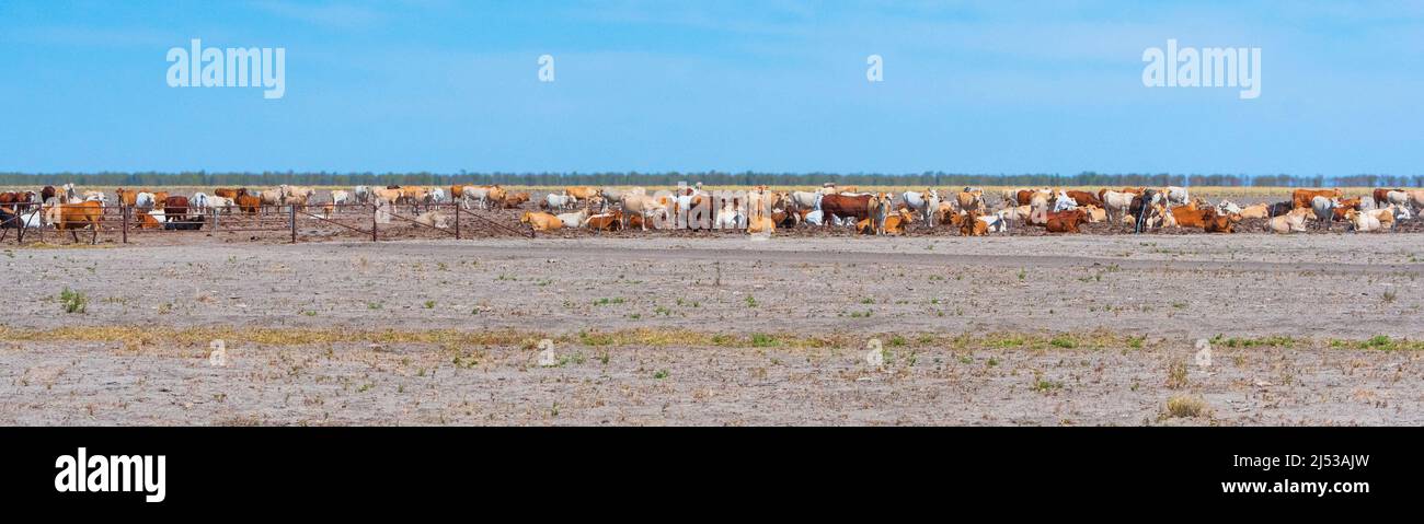 Panoramic view of cattle along the remote historic Barkly Stock Route, Barkly Tablelands, Northern Territory, NT, Australia Stock Photo