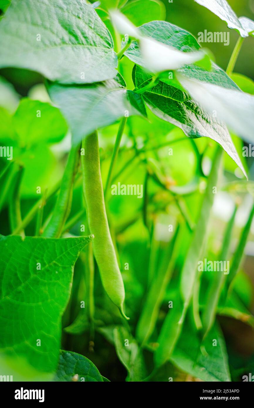 French bean. Green beans bushes in the sun in the garden.Bean plants