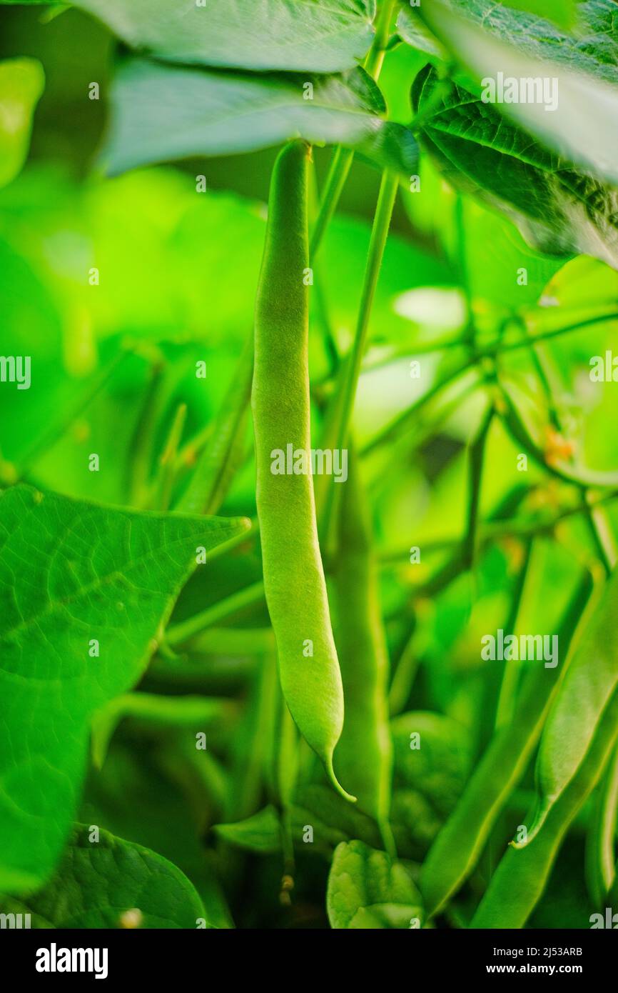 French bean plant hi-res stock photography and images - Alamy