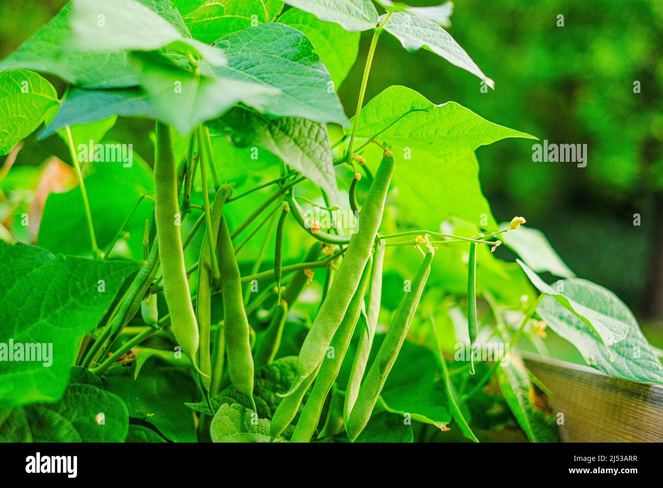 Green string beans bushes in the sun in the garden.Bean plants.Healthy diet.Vegetable protein