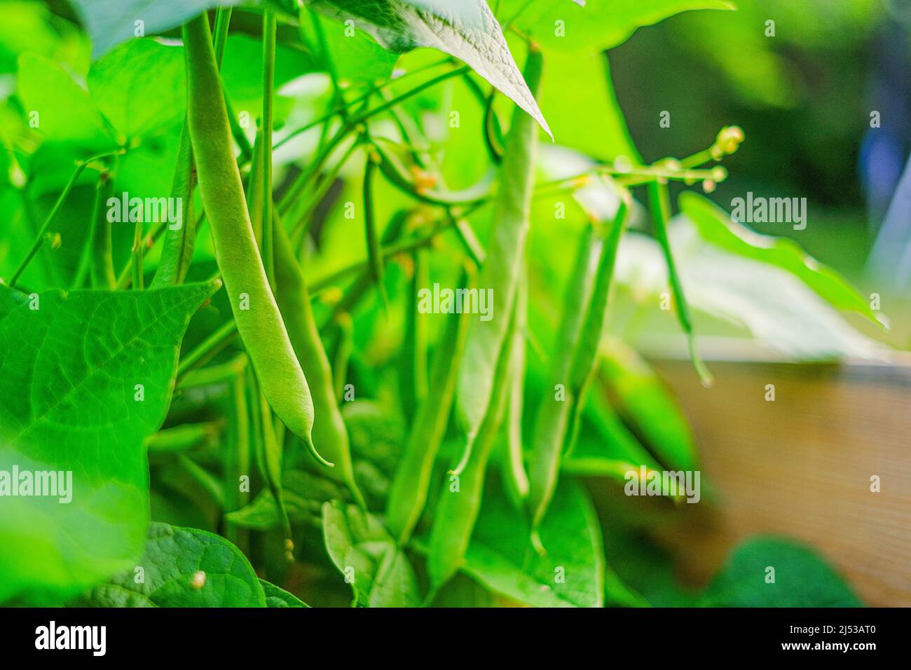 French bean. string beans bushes in the sun in the garden.Bean plants