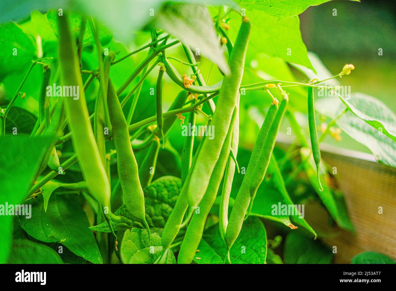 French bean. Green string beans bushes in the sun in the garden.Bean