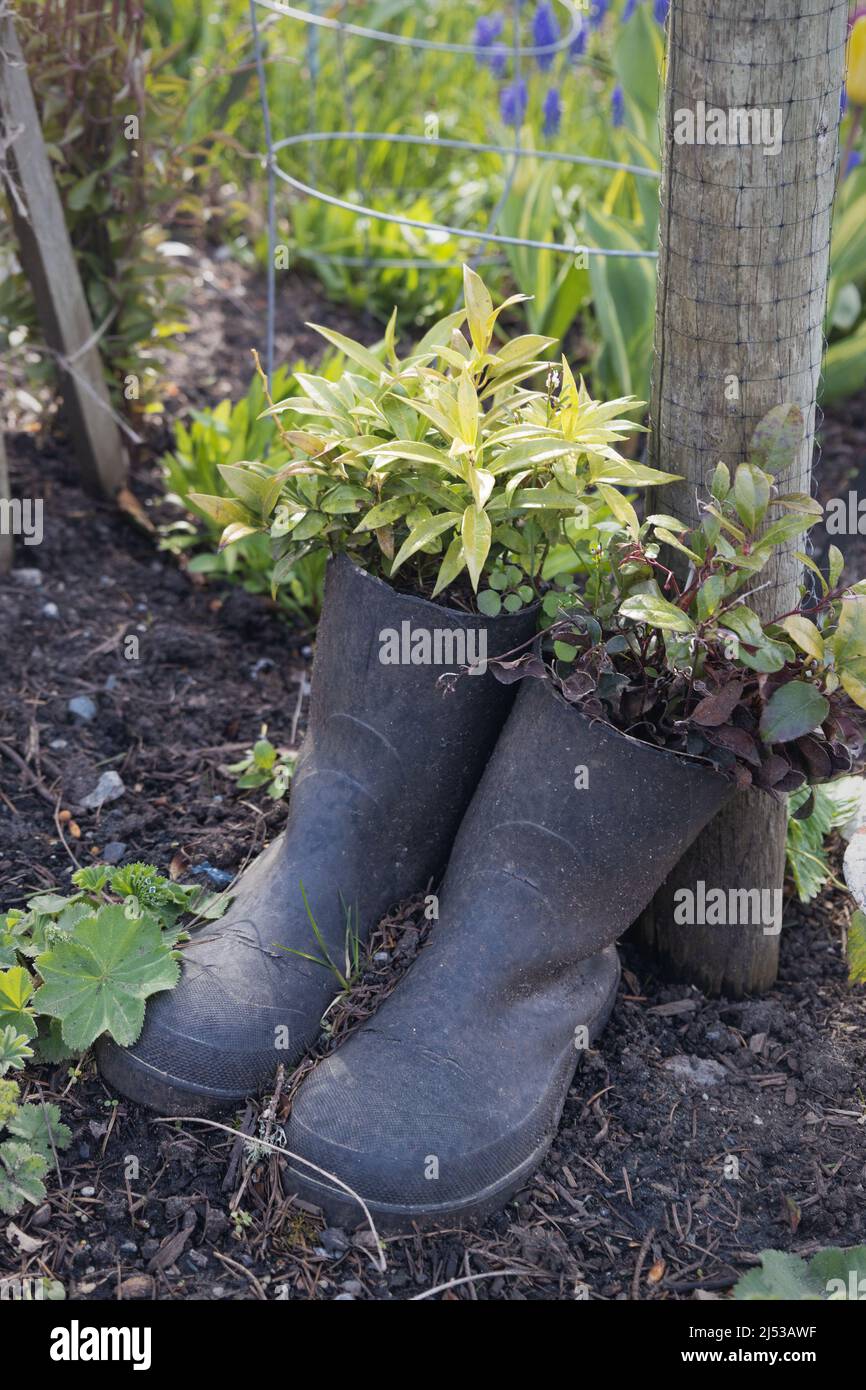 An old pair of rain boots used as a planter. Stock Photo