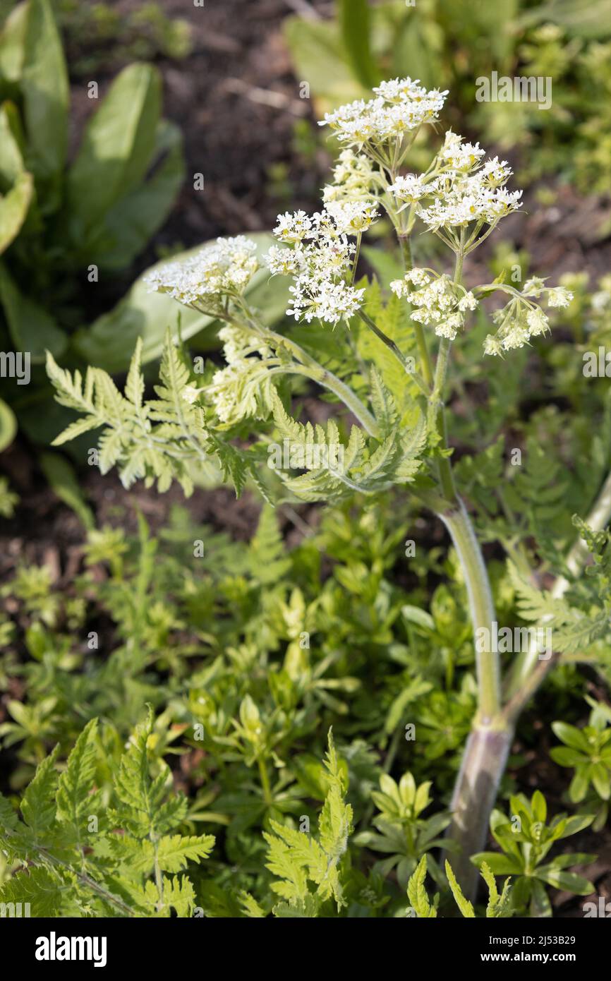 Myrrhis odorata - sweet cicely. Stock Photo