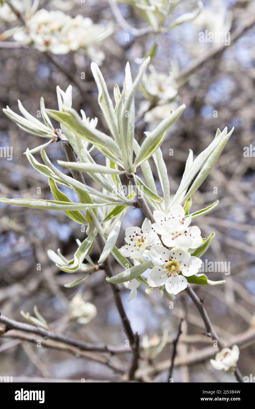 Pyrus salicifolia 'pendula' - weeping willowleaf pear tree. Stock Photo