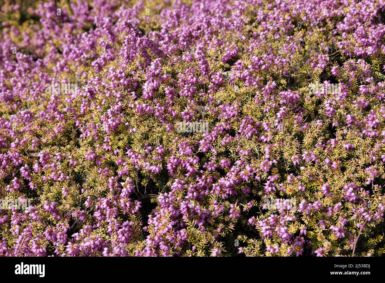 Erica × darleyensis 'Mary Helen'. Stock Photo