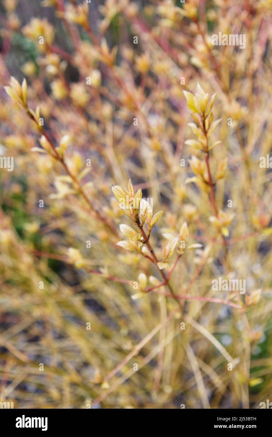 Cornus sanguinea 'midwinter fire' Stock Photo - Alamy
