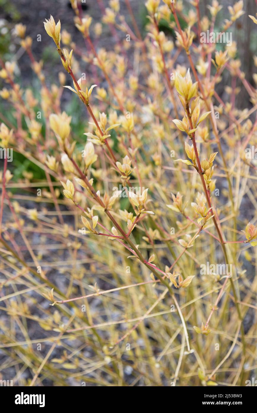Cornus sanguinea 'midwinter fire' Stock Photo - Alamy