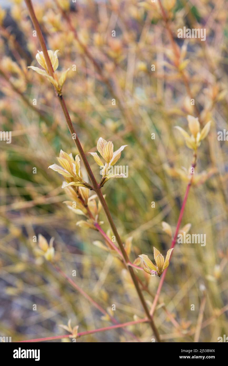 Cornus sanguinea 'midwinter fire' Stock Photo - Alamy