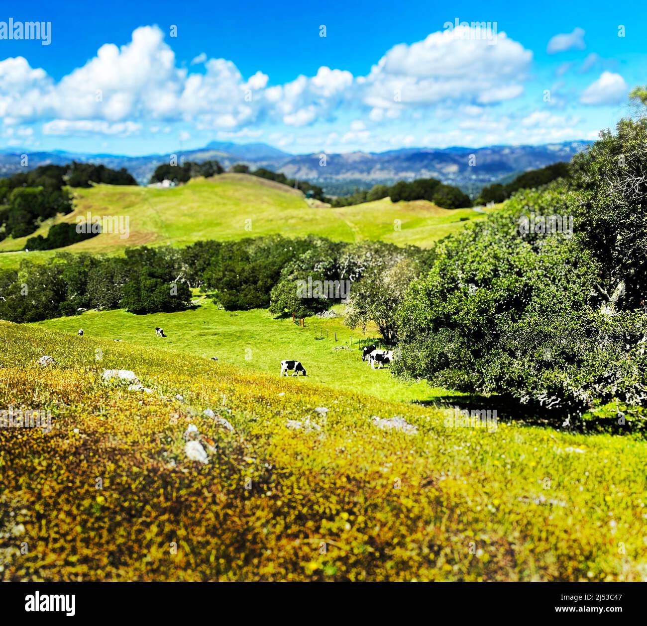 Happy cows on a pasture hi-res stock photography and images - Alamy