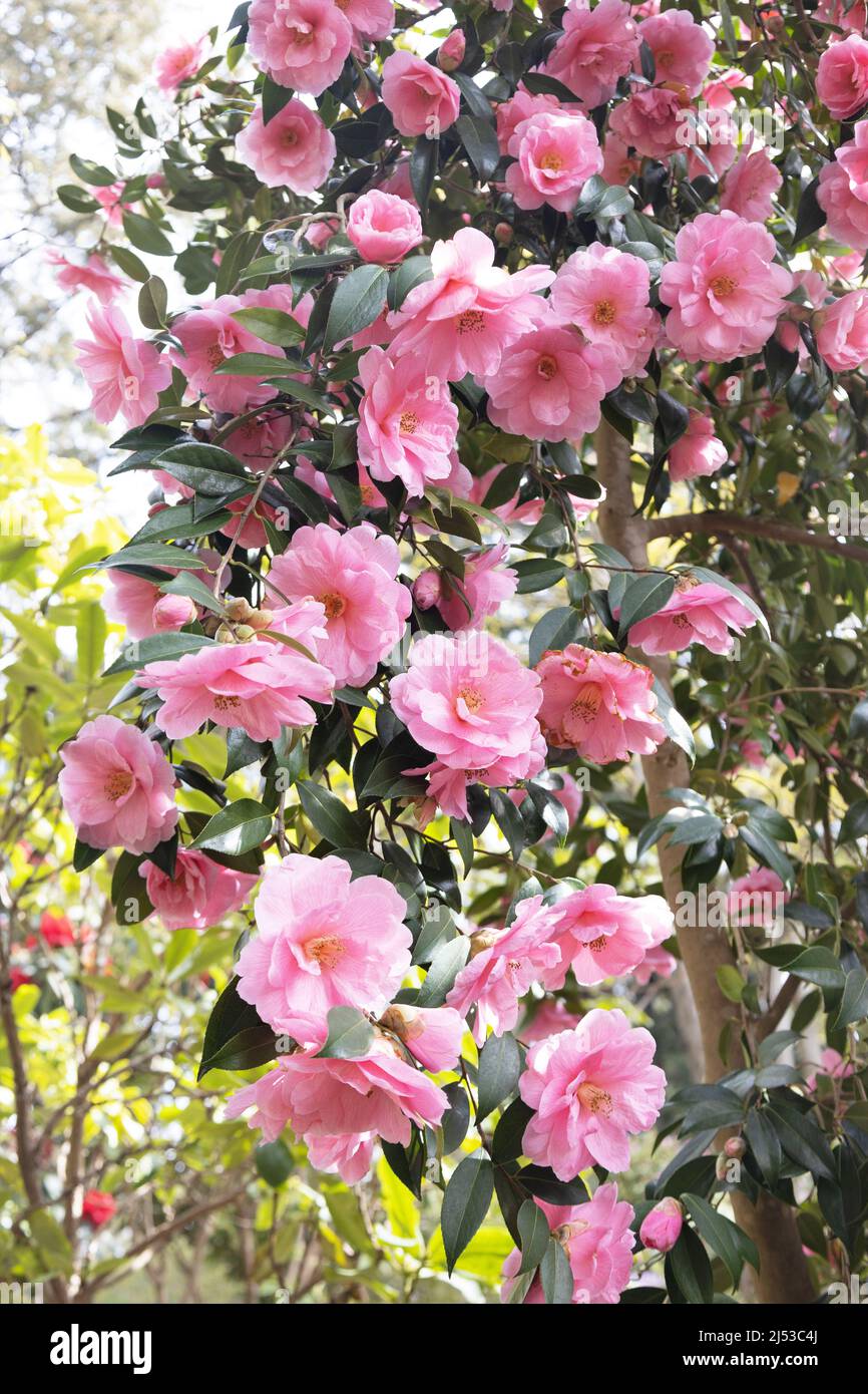 Camellia 'Donation'. Stock Photo