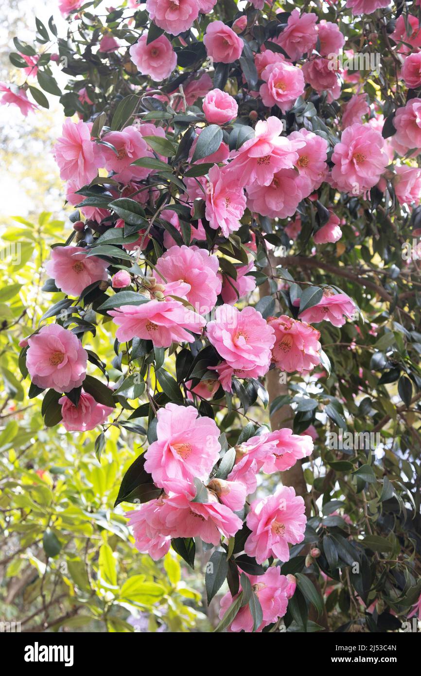Camellia 'Donation'. Stock Photo