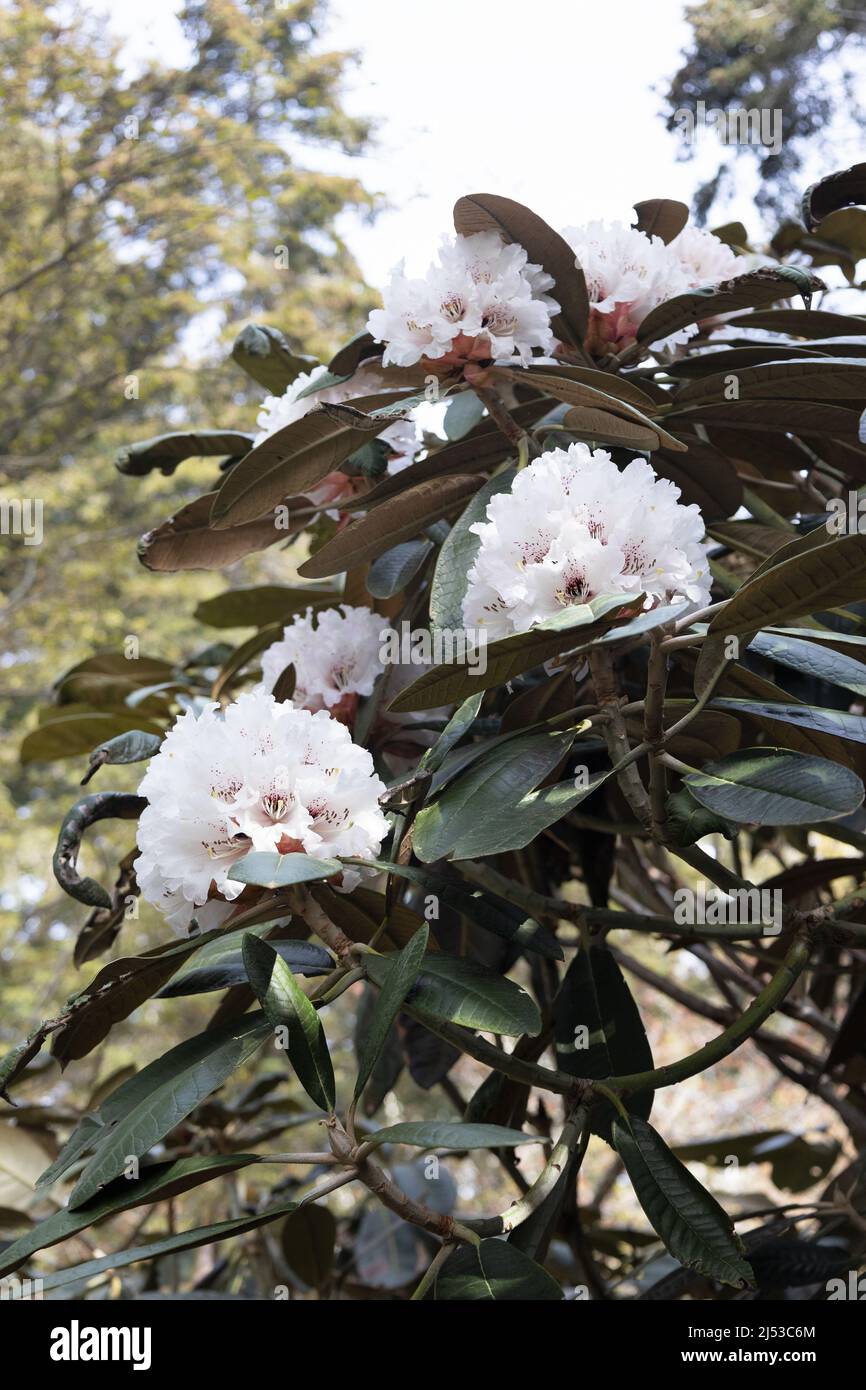 Rhododendron 'Rex'. Stock Photo