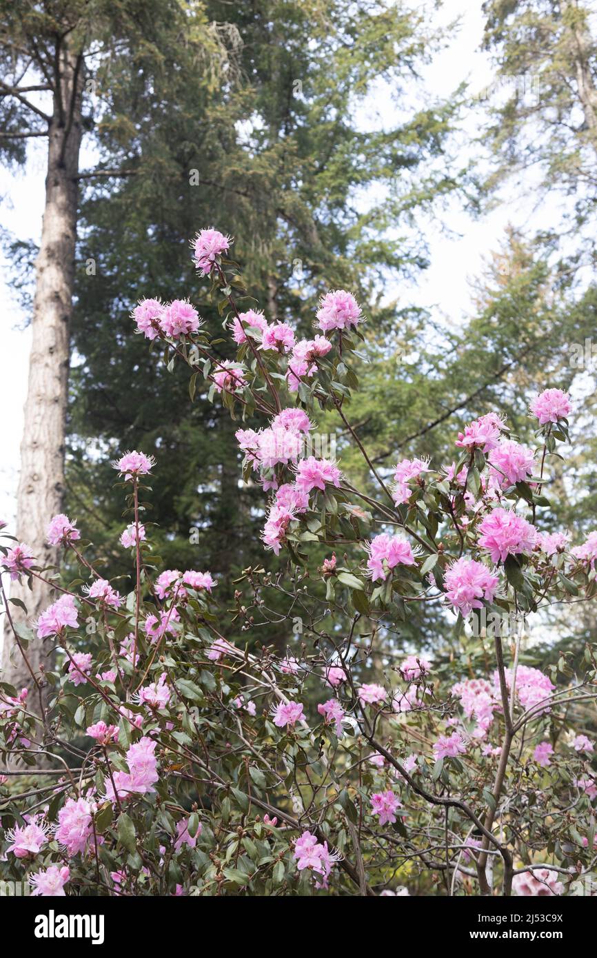 Rhododendron davidsonianum. Stock Photo