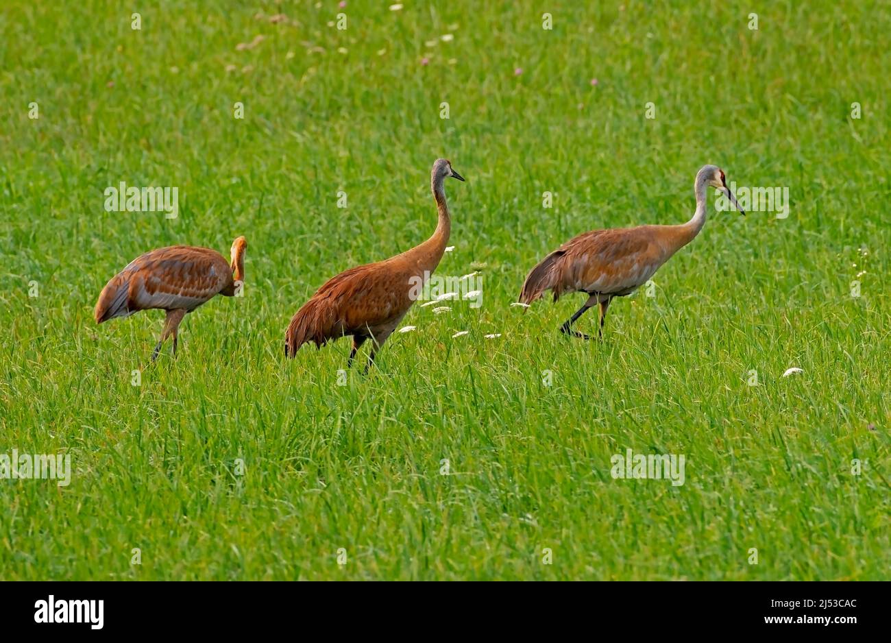Family of three Sandhill Cranes, Grus canadensis, hunting in a hay field. Stock Photo