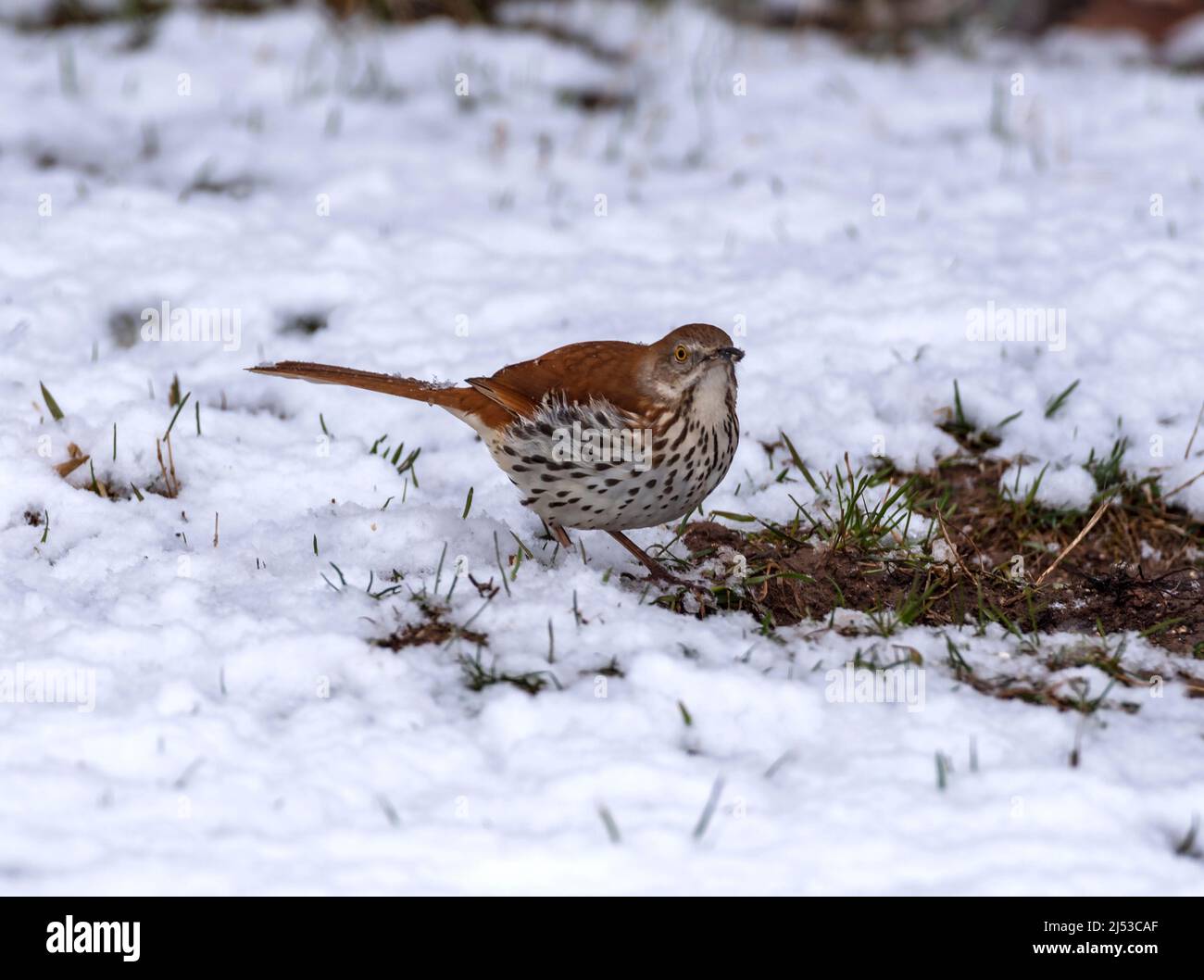 Brown Thrasher, Toxostoma searching for insects or seeds during late Spring snow in Wisconsin, USA. Stock Photo