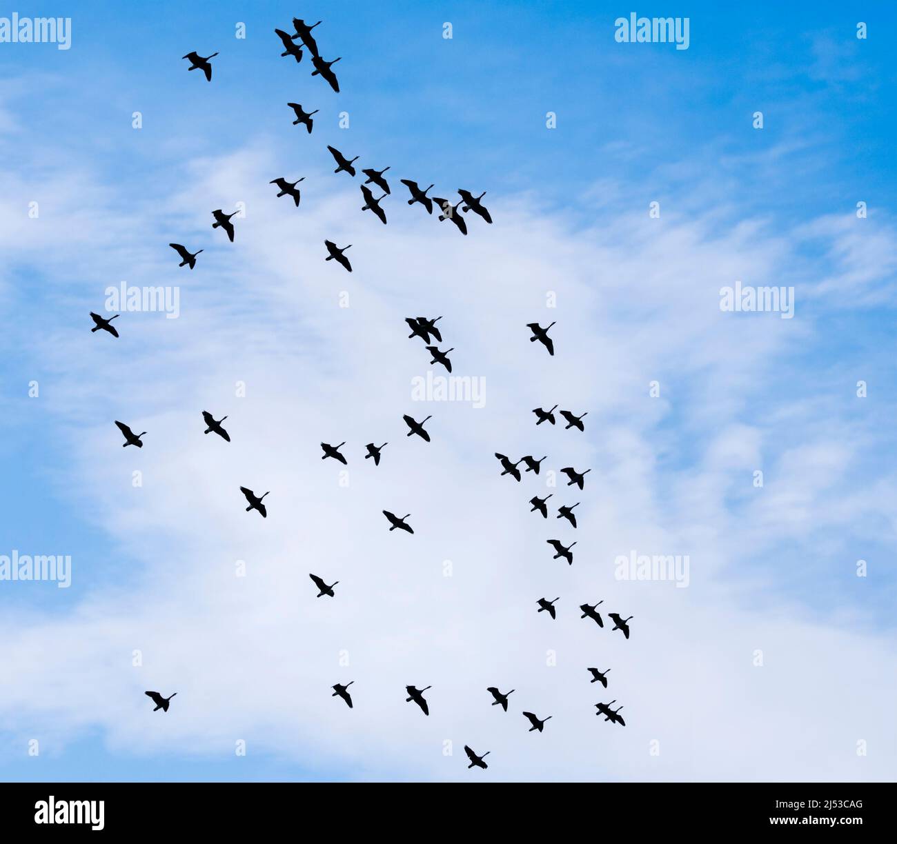 Canada Geese, Branta canadensis, large flock flying directly overhead against blue sky with light clouds. Stock Photo