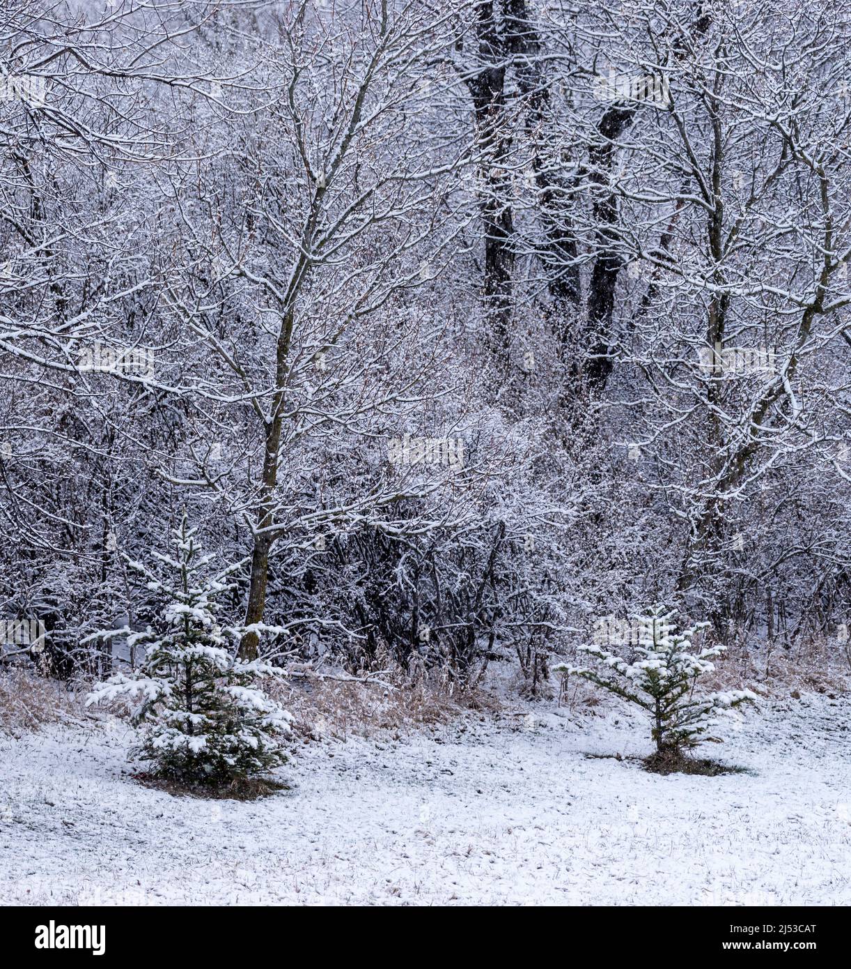 Snow covered trees at forest edge after a Spring snow fall. Stock Photo