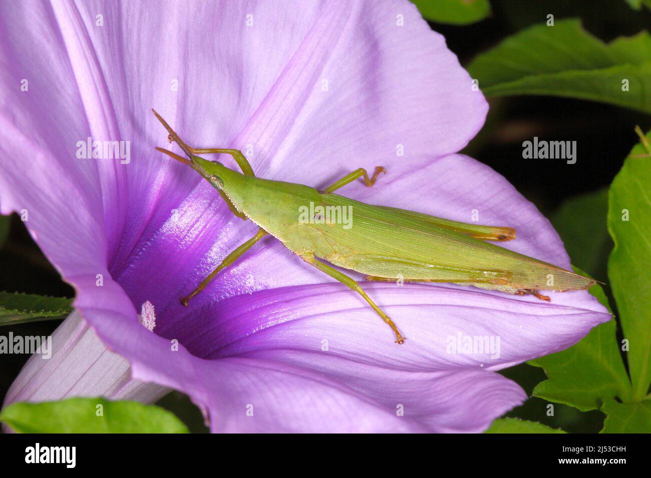 Grasshopper, Northern Grass Pyrgomorph, Atractomorpha similis, or Australian Grass Pyrgomorph, Atractomorpha australis. Adult on purple flower. Also k Stock Photo