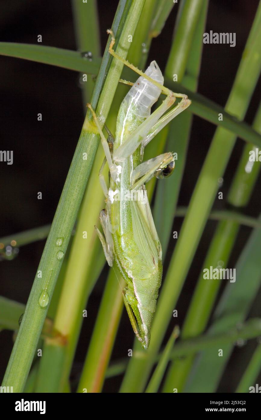 Grasshopper, Northern Grass Pyrgomorph, Atractomorpha similis, or Australian Grass Pyrgomorph, Atractomorpha australis. Shedding exoskeleton. Stock Photo