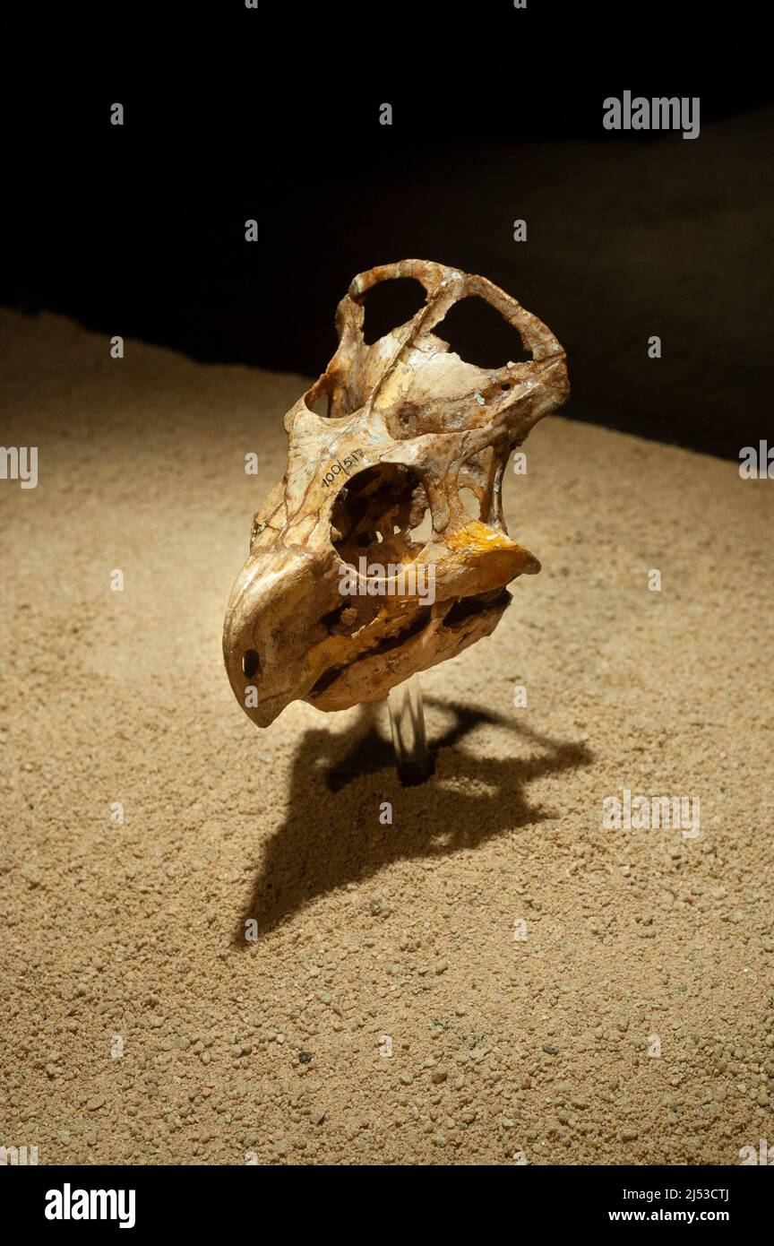 Protoceratops andrewsi skull Stock Photo