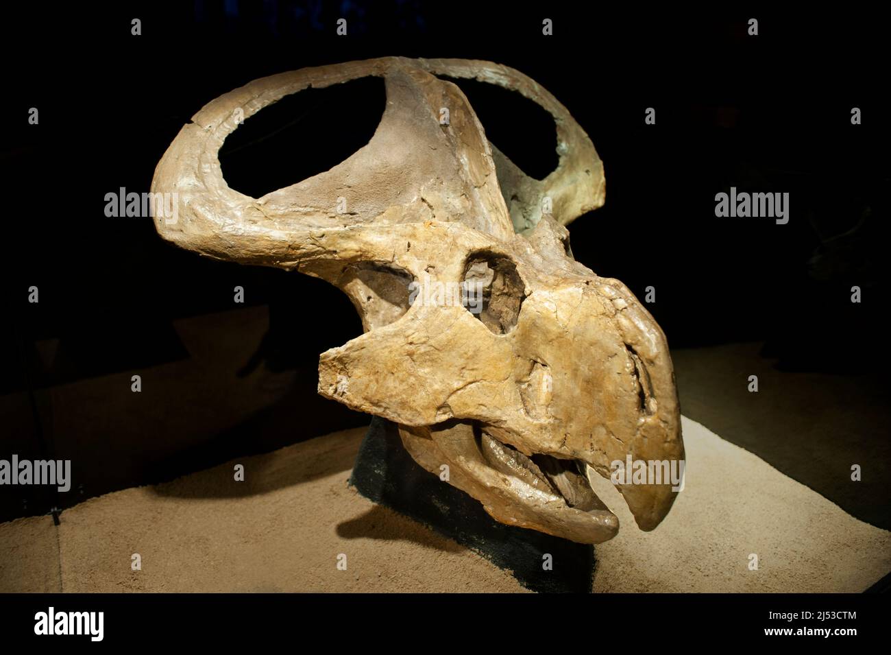 Protoceratops andrewsi skull Stock Photo