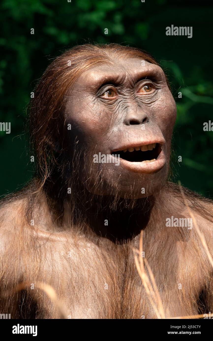Australopithecus afarensis
