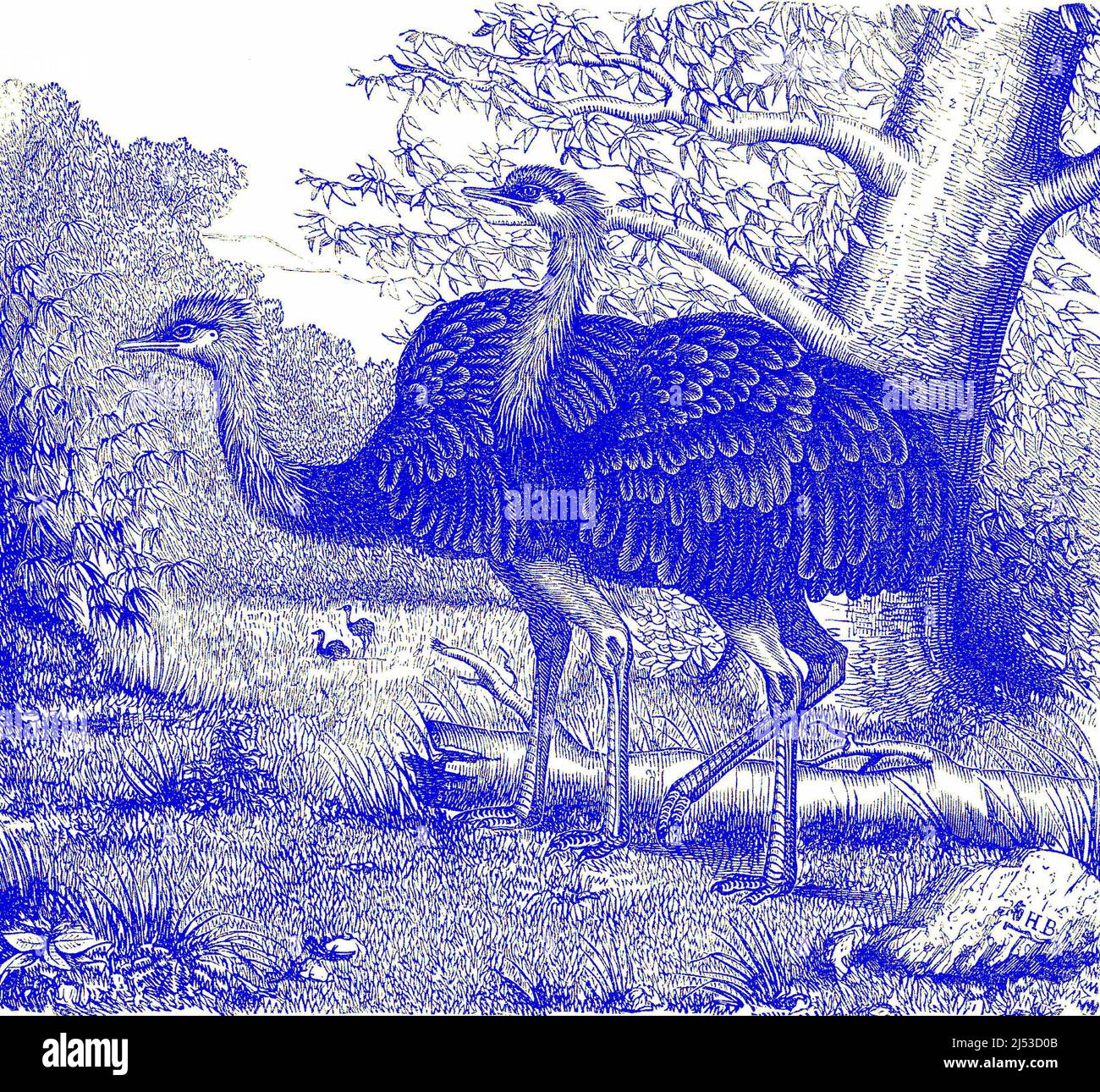 Greater rhea, illustration Stock Photo - Alamy