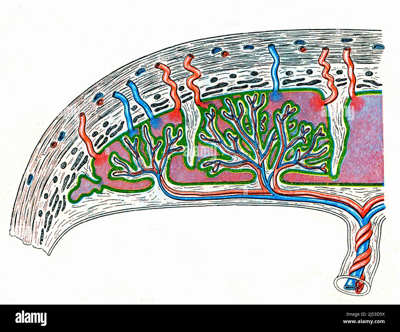 Placental circulation, illustration Stock Photo Biology Diagrams