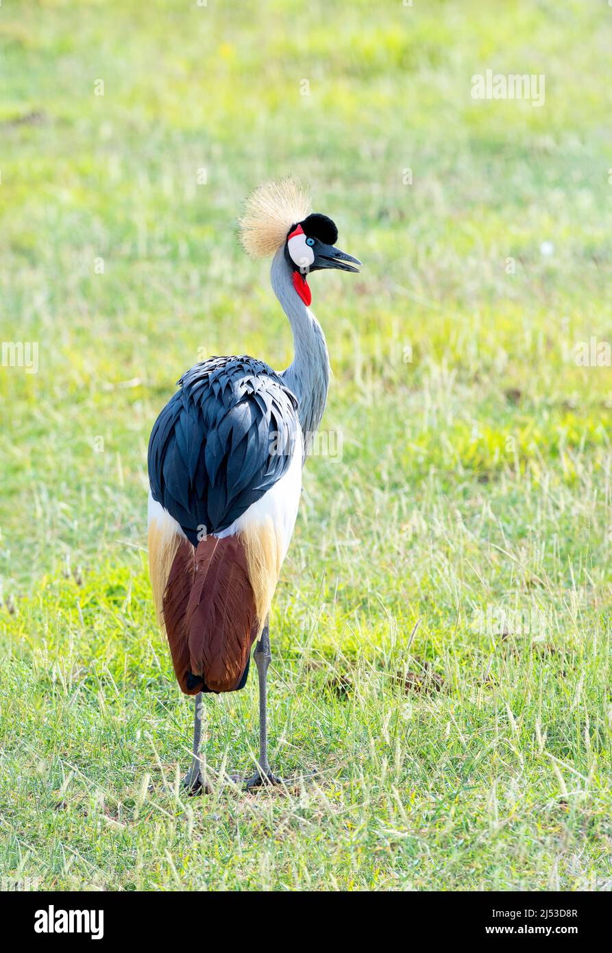 Black Crowned Crane in the savannas of Africa Stock Photo