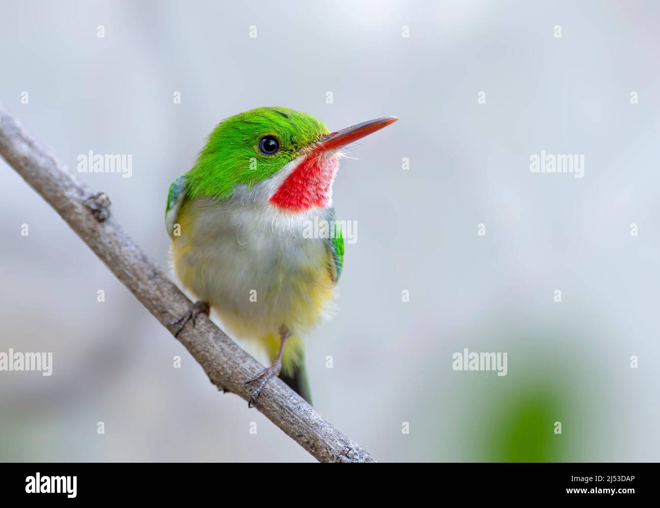 A cute little Puerto Rican Tody perched Stock Photo