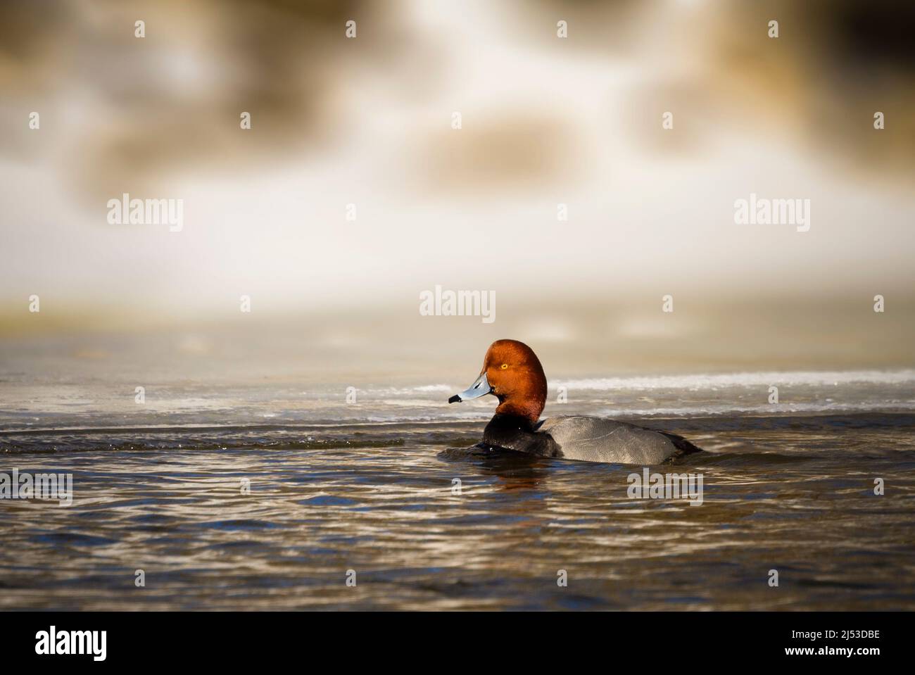 Redhead duck swimming in a lake in Michigan Stock Photo - Alamy