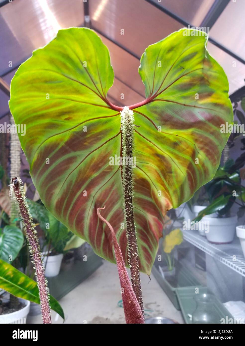 yellow philodendron Philodendron Yellow Flame variegata main image 1