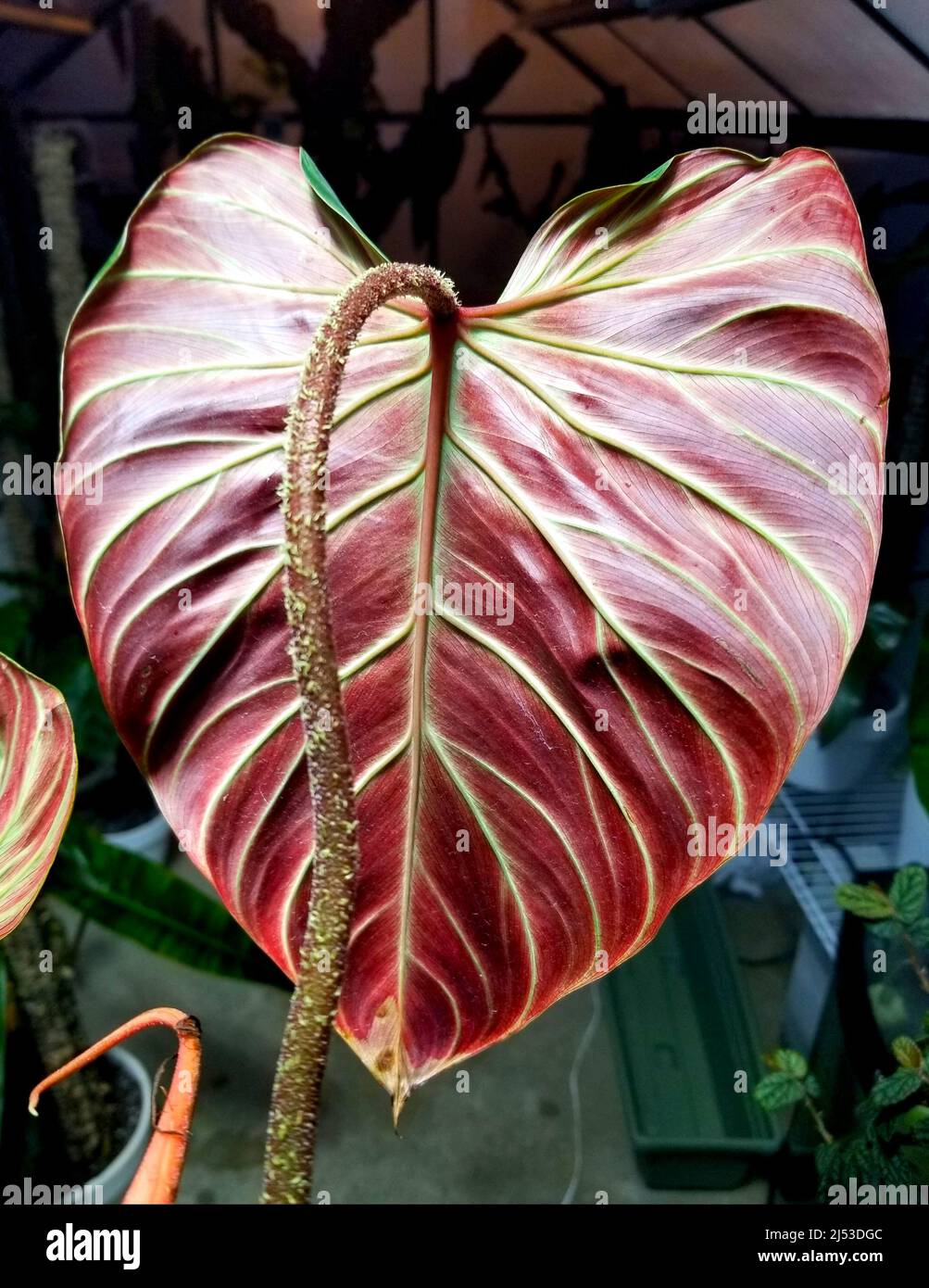 Close up of a stunning red back leaf of Philodendron Verrucosum Amazon  Sunset Stock Photo - Alamy