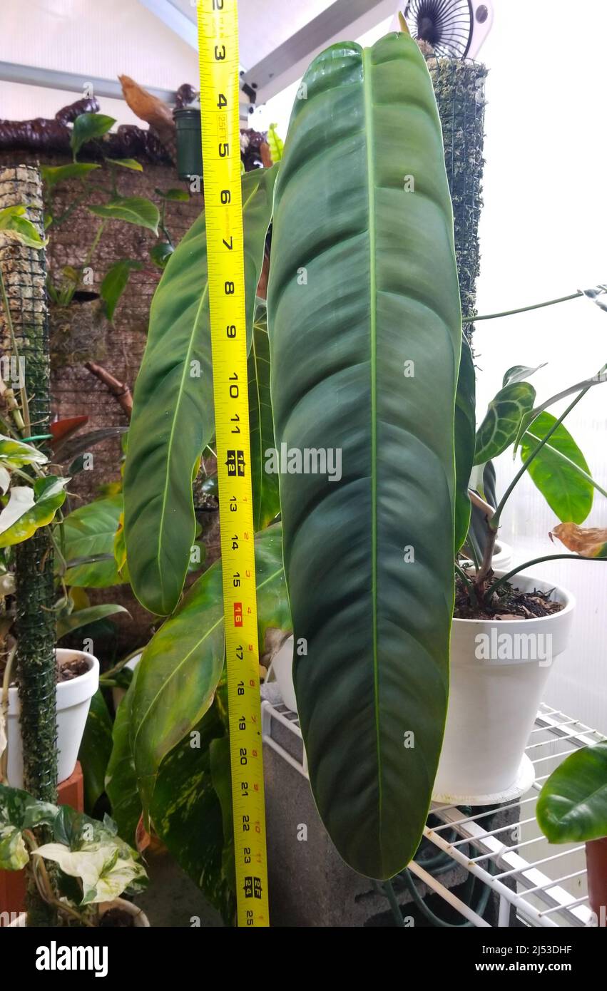 A long leaf of Philodendron Patriciae, one of the rarest and sought after houseplant collectors Stock Photo
