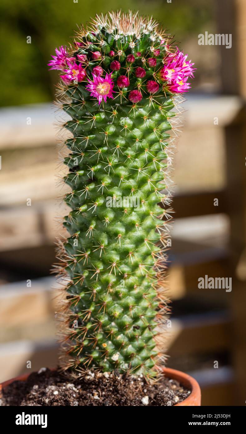 Mammillaria, (Mammillaria backebergiana Stock Photo - Alamy