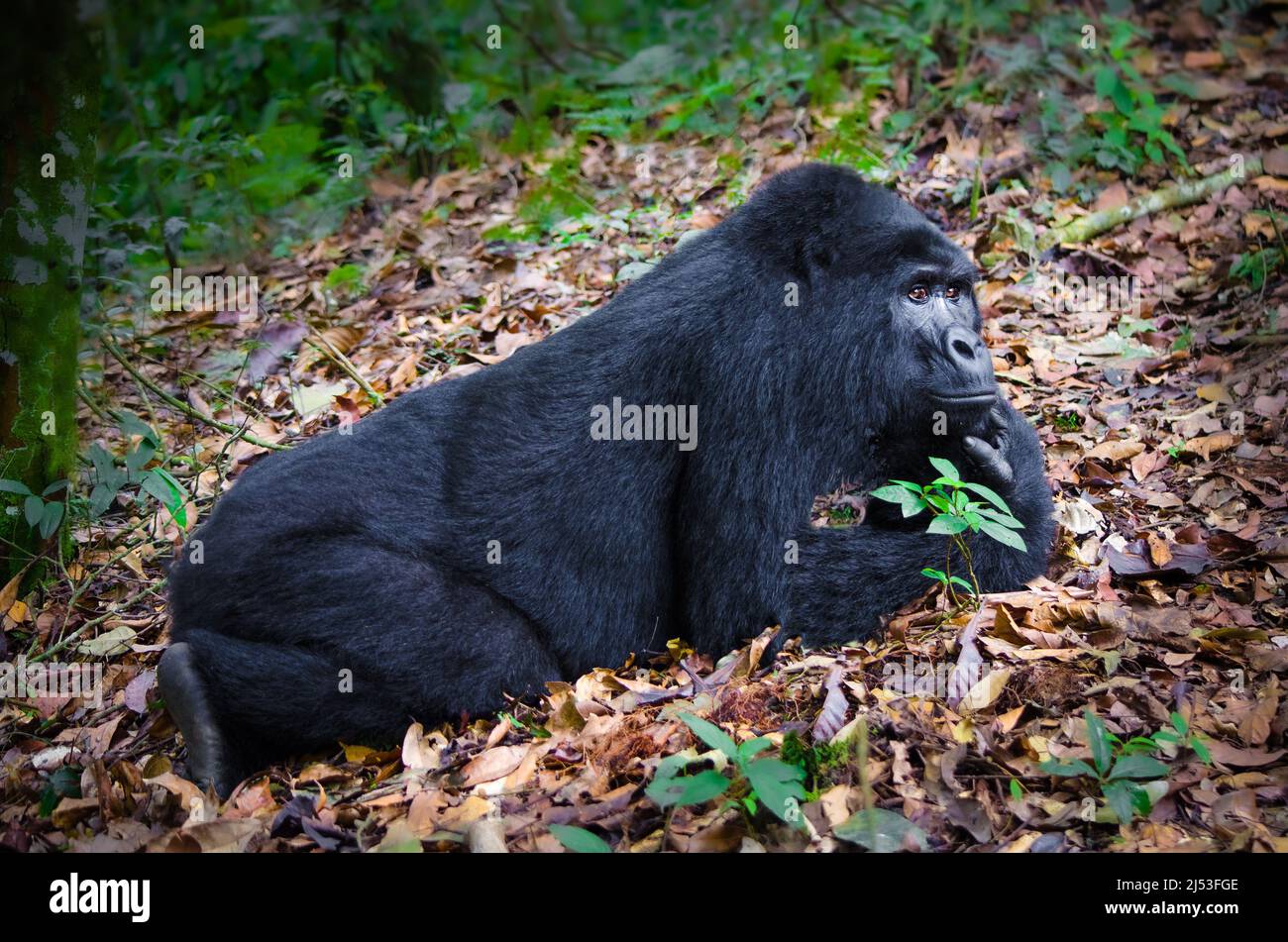 Mountain Gorilla day dreaming in the Bwindi forest Stock Photo