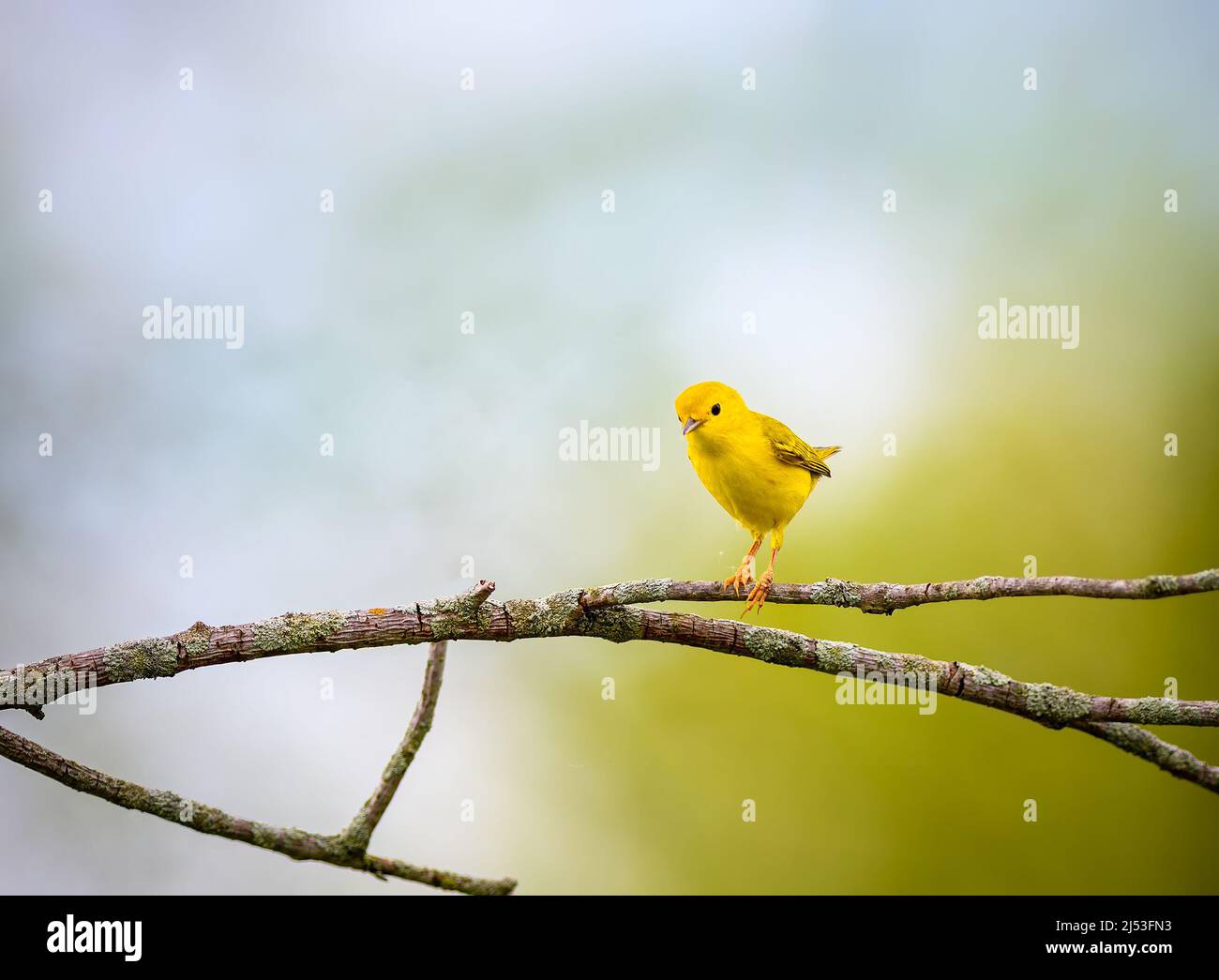 American Yellow Warbler perched on a tree Stock Photo