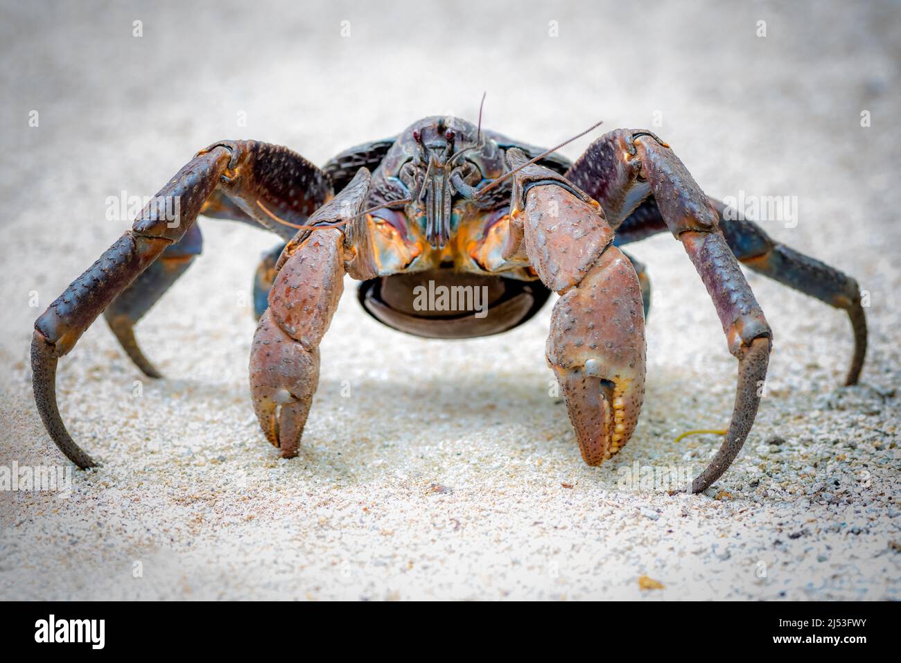 Coconut crab in the small island nation of Vanuatu Stock Photo Alamy